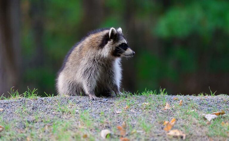 raccoon img 1